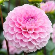 Dahlia Wizard of Oz Pompon Dahlia Bulb Thumb