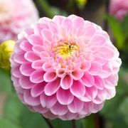 Dahlia Wizard of Oz Pompon Dahlia Bulb Alternate Image 3