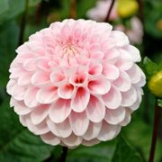 Dahlia Wizard of Oz Pompon Dahlia Bulb Alternate Image 4