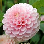 Dahlia Wizard of Oz Pompon Dahlia Bulb Alternate Image 5