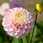 Dahlia Wizard of Oz Pompon Dahlia Bulb Alternate Image 6