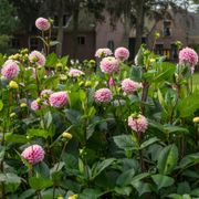 Dahlia Wizard of Oz Pompon Dahlia Bulb Alternate Image 7