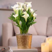 White Calla Lily Plant Thumb