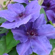 Clematis Boulevard&reg; Ravel&trade; Thumb