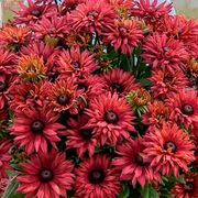 Rudbeckia Rodeo&trade; Double Red Black-Eyed Susan Thumb