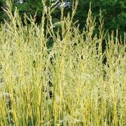 Festuca 'Glow Sticks' Ornamental Tall Fescue Alternate Image 1