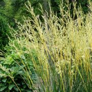 Festuca 'Glow Sticks' Ornamental Tall Fescue Alternate Image 3