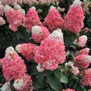 Hydrangea Magical&reg; Ruby Snow Panicle Hydrangea Alternate Image 1