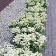 Hydrangea Early Evolution&reg; Panicle Hydrangea Alternate Image 3