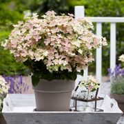 Hydrangea Early Evolution&reg; Panicle Hydrangea Alternate Image 4