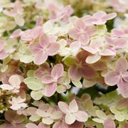 Hydrangea Early Evolution&reg; Panicle Hydrangea Alternate Image 5