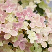 Hydrangea Early Evolution&reg; Panicle Hydrangea Alternate Image 6