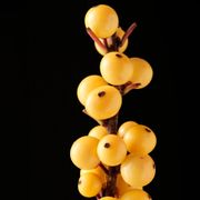 Ilex Magical&reg; Citronella Winterberry Alternate Image 2