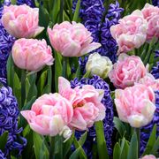 Tulip Foxtrot & Hyacinth Blue Jacket Blend Bulbs Thumb