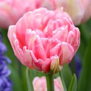 Tulip Foxtrot & Hyacinth Blue Jacket Blend Bulbs Alternate Image 1