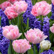 Tulip Foxtrot & Hyacinth Blue Jacket Blend Bulbs Alternate Image 2