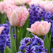 Tulip Foxtrot & Hyacinth Blue Jacket Blend Bulbs Alternate Image 3