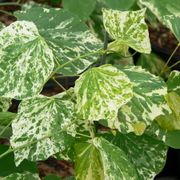 Cercis 'Alley Cat' Redbud Thumb