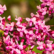 Cercis 'Alley Cat' Redbud Alternate Image 1