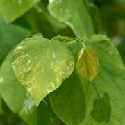 Cercis 'Alley Cat' Redbud Alternate Image 2