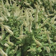 Itea Fizzy Mizzy&trade; Sweetspire Alternate Image 1