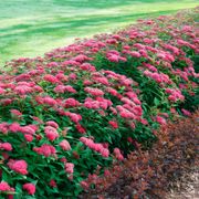 Spiraea Double Play Doozie&reg; Alternate Image 2