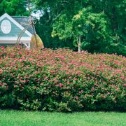 Spiraea Double Play Doozie&reg; Alternate Image 3