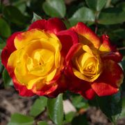 Sunbelt&reg; Garden Flame&trade; Floribunda Rose Thumb