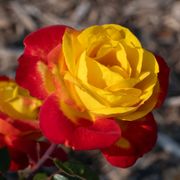 Sunbelt&reg; Garden Flame&trade; Floribunda Rose Alternate Image 2