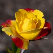 Sunbelt&reg; Garden Flame&trade; Floribunda Rose Alternate Image 3