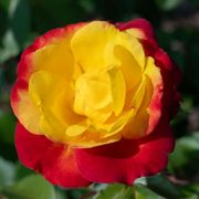 Sunbelt&reg; Garden Flame&trade; Floribunda Rose Alternate Image 4