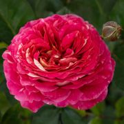 Winning Streak&trade; Floribunda Rose Alternate Image 1