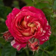 Winning Streak&trade; Floribunda Rose Alternate Image 2