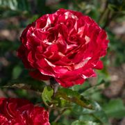 Winning Streak&trade; Floribunda Rose Alternate Image 3