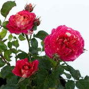 Winning Streak&trade; Floribunda Rose Alternate Image 4