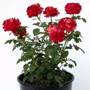 Winning Streak&trade; Floribunda Rose Alternate Image 5