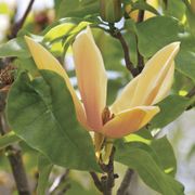 Magnolia 'Judy Zuk' Thumb