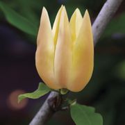 Magnolia 'Judy Zuk' Alternate Image 2
