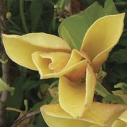 Magnolia 'Judy Zuk' Alternate Image 3