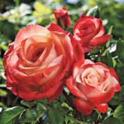 Sheer Magic Hybrid Tea Rose Thumb