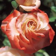 Sheer Magic Hybrid Tea Rose Alternate Image 2