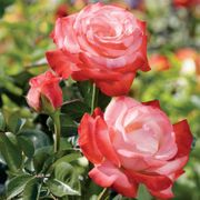 Sheer Magic Hybrid Tea Rose Alternate Image 3