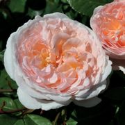 Bliss Parfuma&reg; Hybrid Tea Rose Thumb