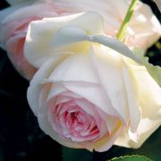 Eden Climber&reg; Climbing Rose Alternate Image 1