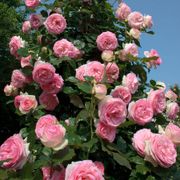 Eden Climber&reg; Climbing Rose Alternate Image 2