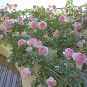 Eden Climber&reg; Climbing Rose Alternate Image 3