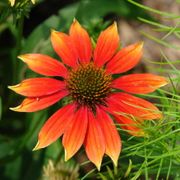 Echinacea 'Cheyenne Spirit' Mix Alternate Image 3