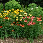 Echinacea 'Cheyenne Spirit' Mix Alternate Image 5
