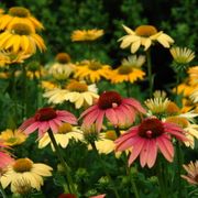 Echinacea 'Cheyenne Spirit' Mix Alternate Image 6