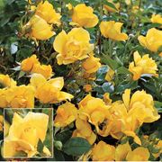 Yellow Simplicity Hedge Rose Thumb